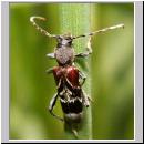 Anaglyptus mysticus - Dunkler Zierbock 01.jpg